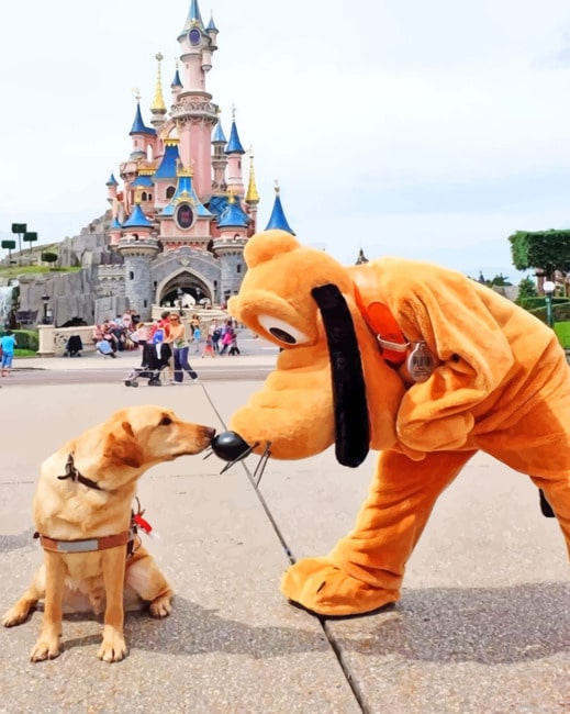 A Dog With Pluto New Paint By Numbers.png