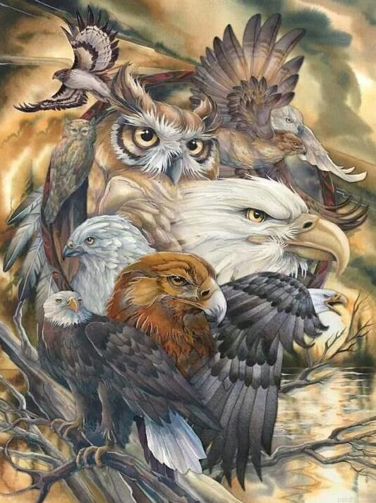 Accipitriformes Birds Paint By Numbers.png