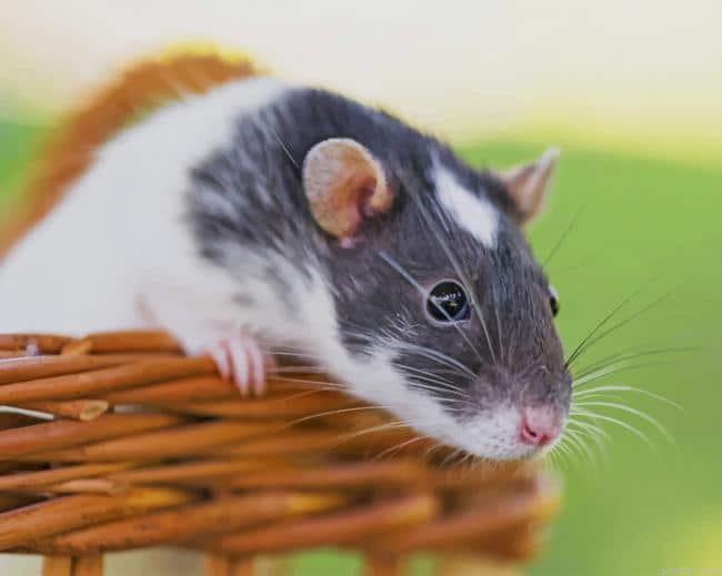 Adorable Hamster Paint By Number.png