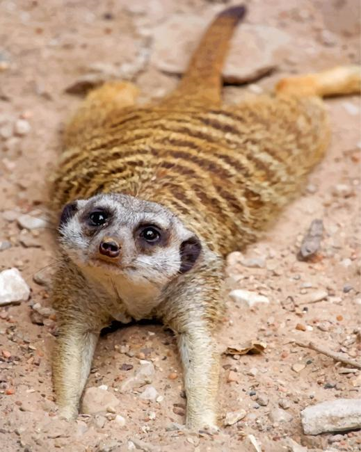 Adorable Meerkat Paint By Numbers.png