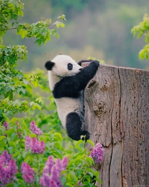 Adorable Panda New Paint By Numbers.png