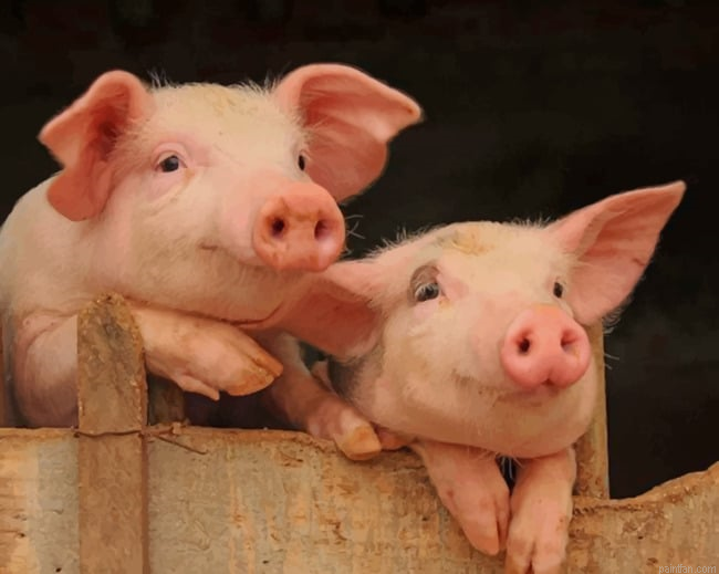 Adorable Pigs New Paint By Numbers.png