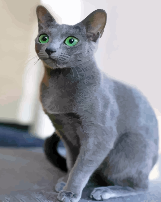 Adorable Russian Blue Cat Paint By Number.png