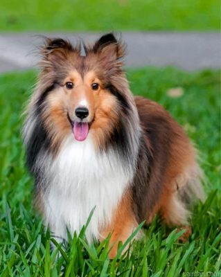 Adorable Sheltie Paint By Number.png