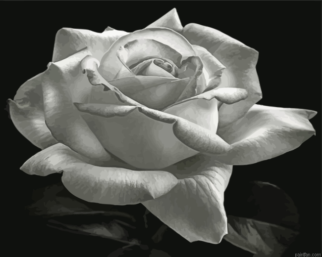 Aesthetic Black And White Rose Paint By Number.png