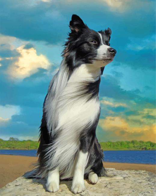 Aesthetic Border Collie Paint By Number.png