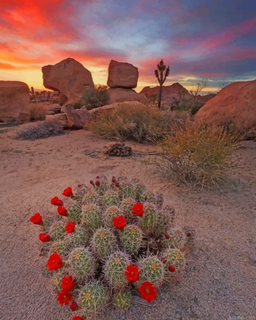 Aesthetic Cactus Plants New Paint By Numbers.png
