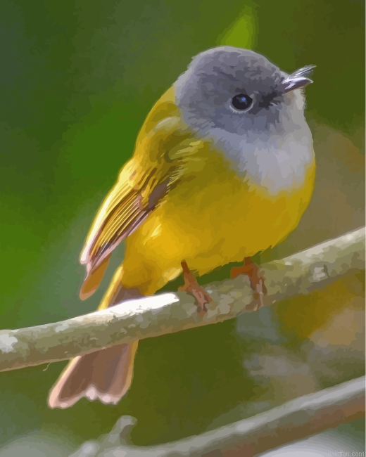 Aesthetic Canary Paint By Number.png