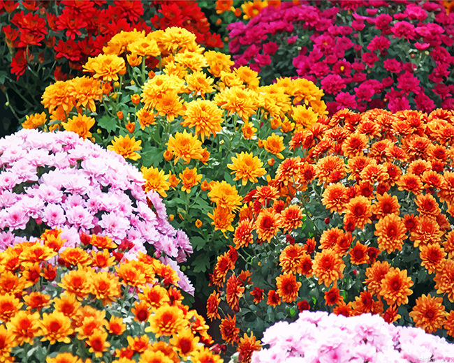 Aesthetic Chrysanthemums Paint By Numbers.png