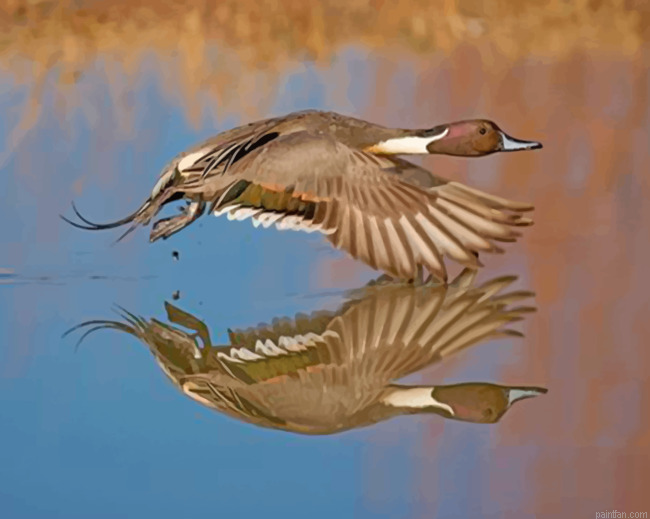Aesthetic Duck In Flight Paint By Numbers.png