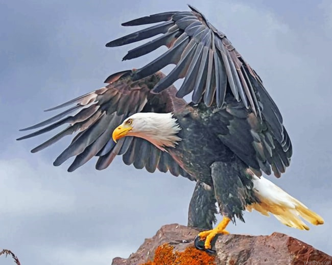 Aesthetic Eagle Birds Paint By Numbers.png