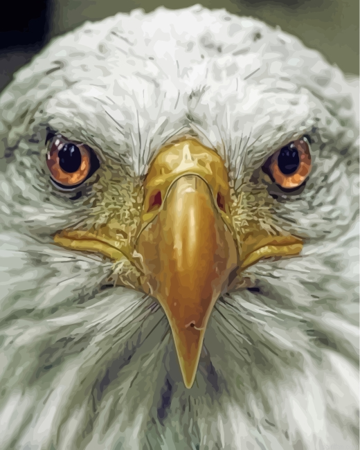Aesthetic Eagle Eyes Paint By Number.png