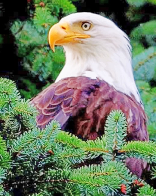Aesthetic Eagle New Paint By Numbers.png
