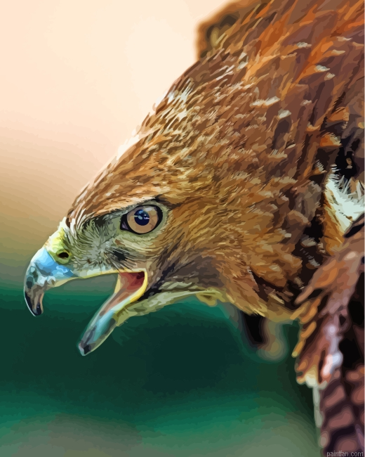 Aesthetic Hawk Eagle Bird Paint By Numbers.png