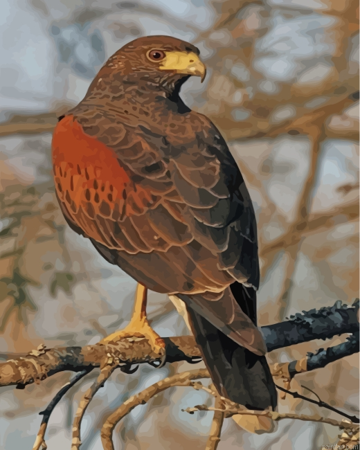 Aesthetic Hawk Eagle Paint By Numbers.png