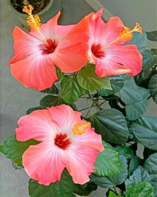 Aesthetic Hibiscus Paint By Number.png