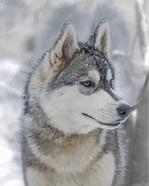 Aesthetic Husky And Snow Paint By Number.png
