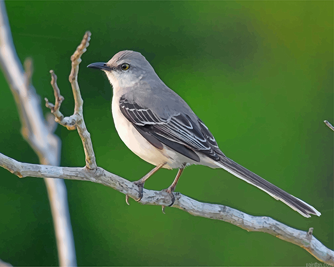 Aesthetic Mockingbird Paint By Number.png