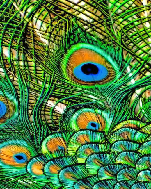 Aesthetic Peacock Feather Paint By Numbers.png