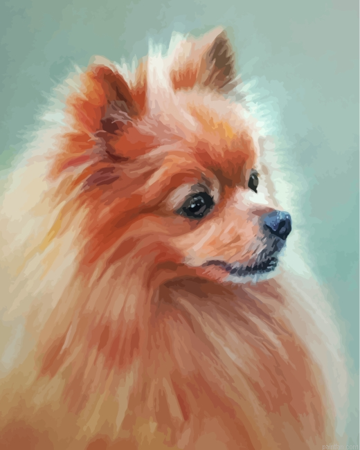 Aesthetic Pomeranian Dog Paint By Number.png
