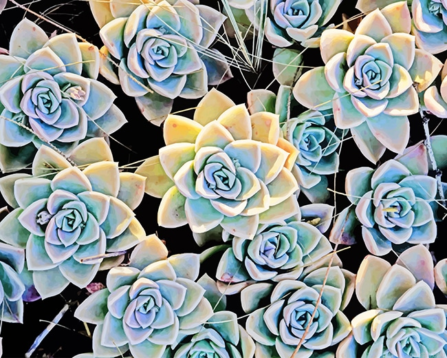 Aesthetic Succulents New Paint By Numbers.png