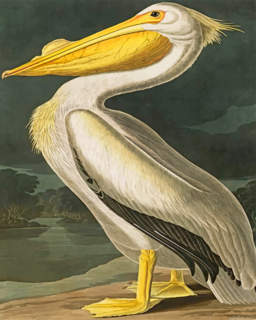 Aesthetic White Pelican Paint By Numbers.png