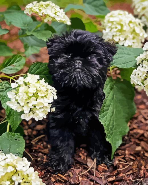 Affenpinscher Paint By Numbers.png