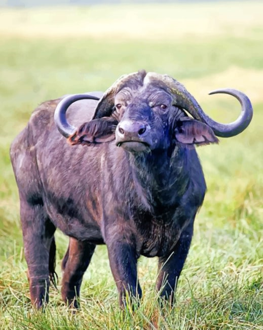 African Buffalo Animal Paint By Number.png
