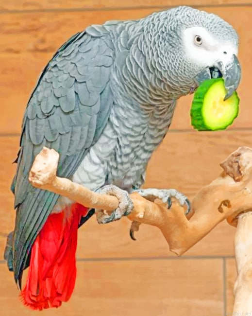 African Grey Birds Paint By Numbers.png