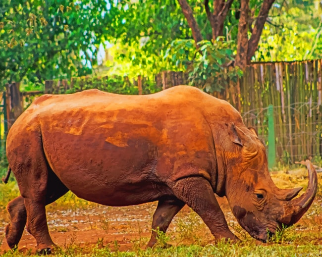 African Rhinoceros Paint By Numbers.png