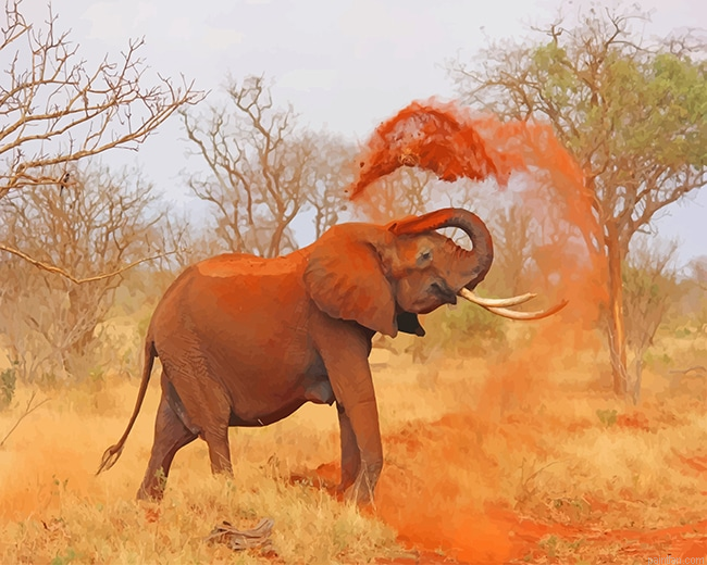 African Elephant New Paint By Numbers.png