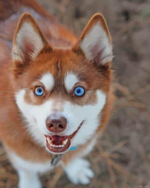 Alaskan Klee Kai Paint By Numbers.png