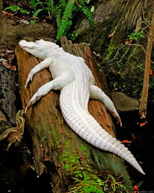 Albino Crocodile On Tree Paint By Number.png