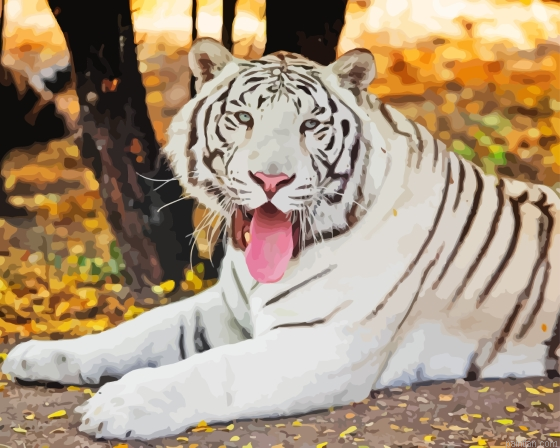 Albino Tiger Paint By Numbers.png