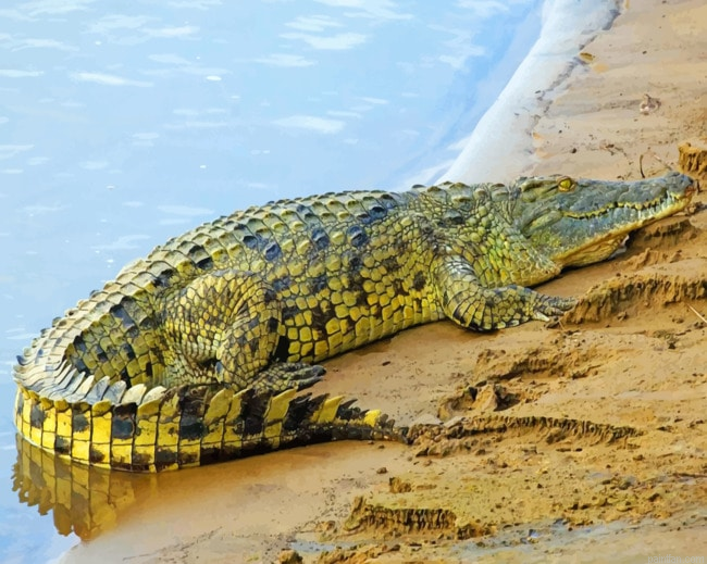 Alligator And Butterflies Paint By Number.png