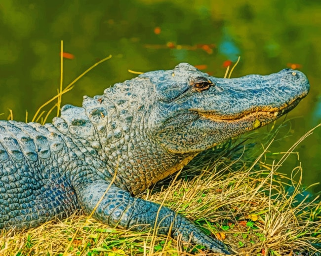 Alligator Animal Paint By Number.png