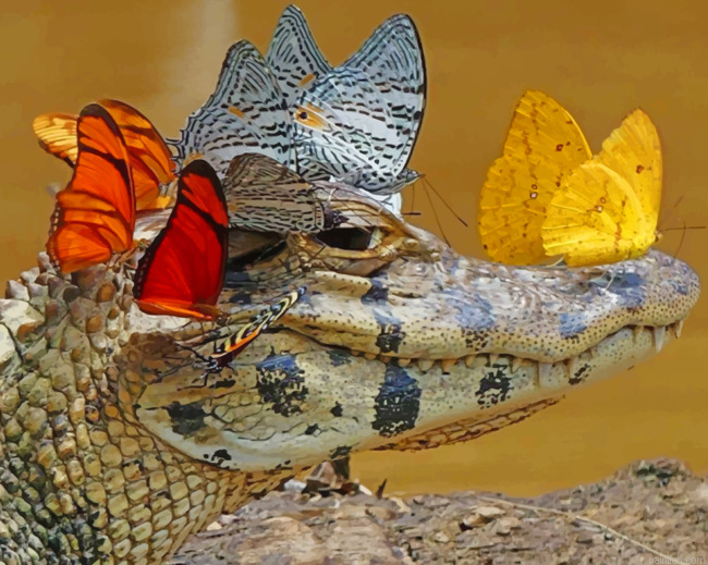 Alligator With Butterflies Paint By Number.png