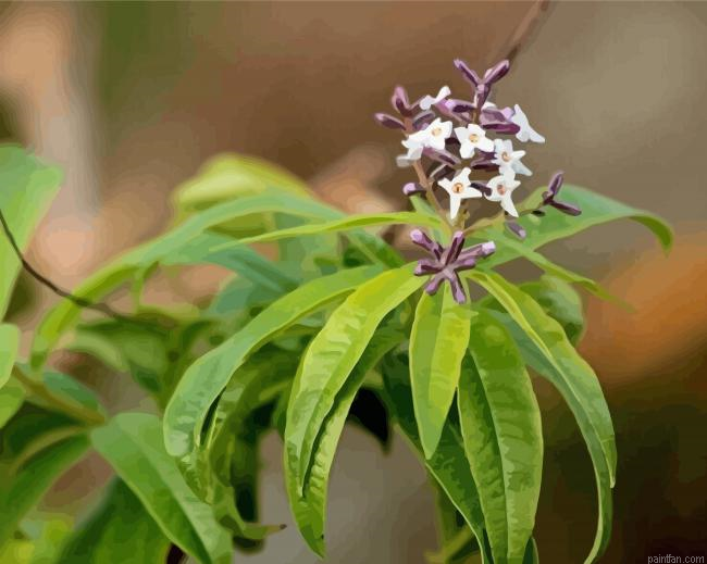 Aloysia Flowering Plant Paint By Numbers.png
