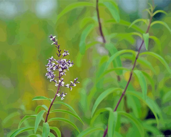 Aloysia Flowers Paint By Numbers.png