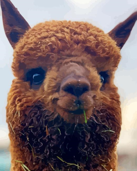 Alpaca Smiling Paint By Numbers.png