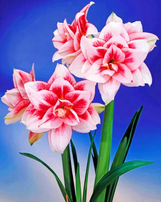 Amaryllis Flower Paint By Numbers.png