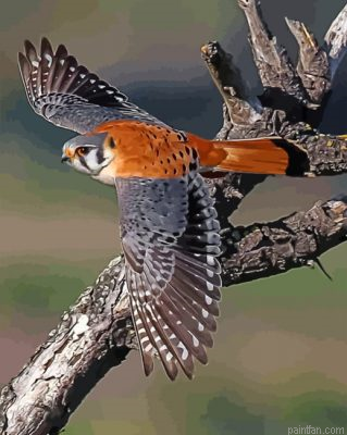 American Kesrel Desert Bird Paint By Number.png