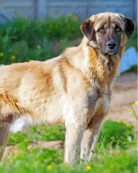 Anatolian Shepherd Dog Paint By Numbers.png