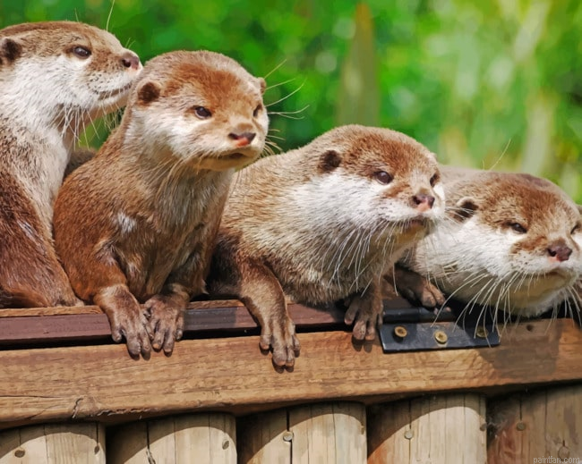 Angry Otters Paint By Number.png