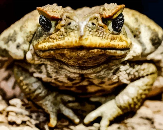 Angry Toad Paint By Numbers.png
