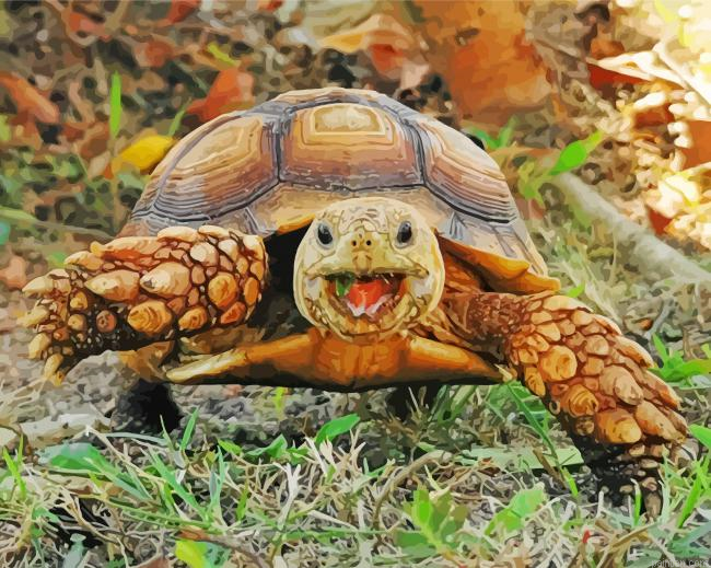 Animal Tortoise Paint By Number.png