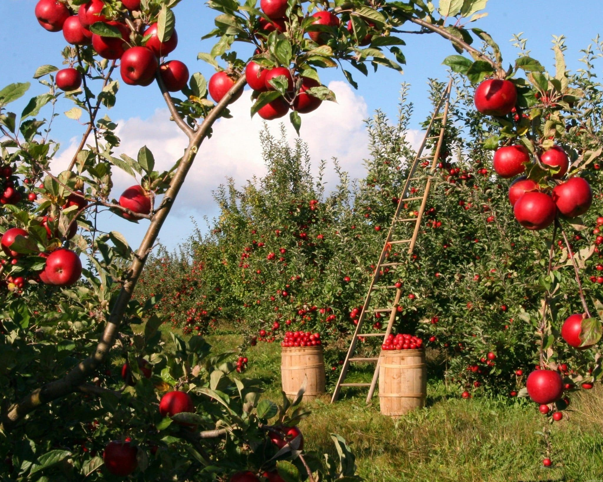 Apples Fields Paint By Numbers.png