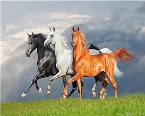 Arabian Horses Paint By Numbers.png
