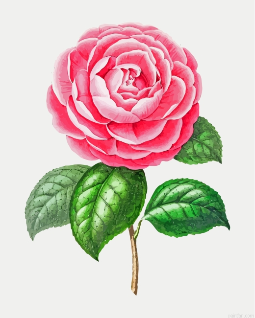 Artistic Camellia Flower Paint By Number.png
