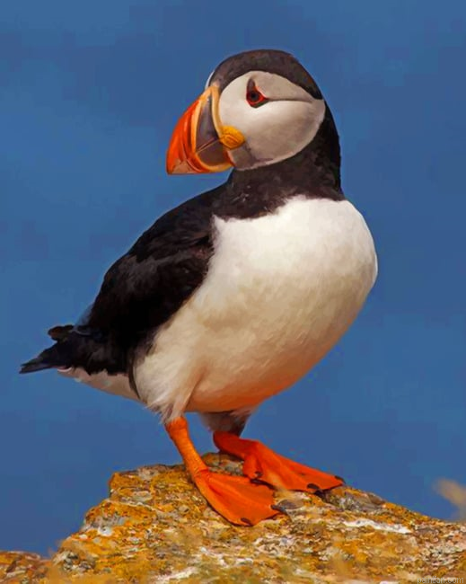 Atlantic Puffin Bird Paint By Number.png